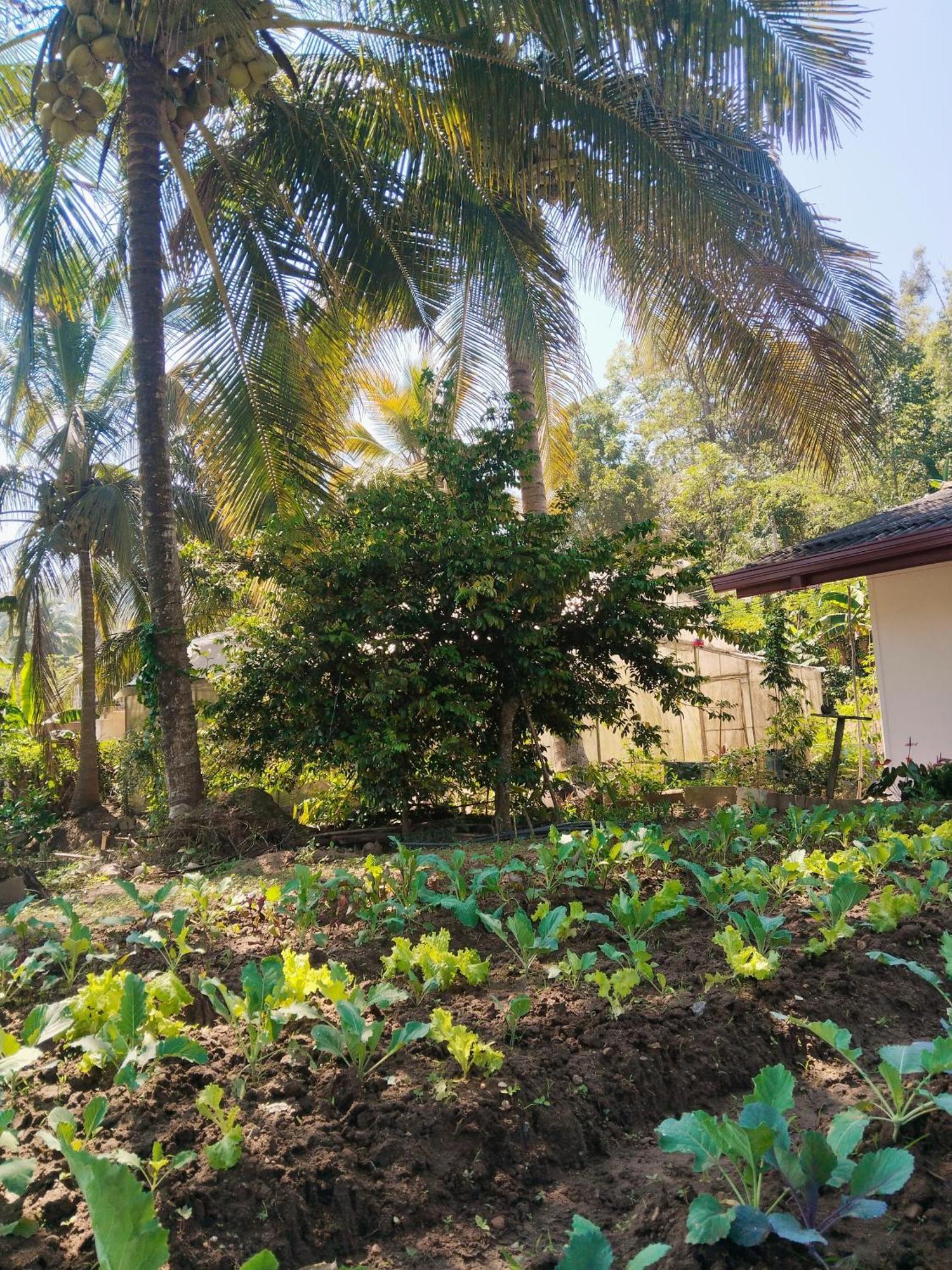 Ella Nature Valley Homestay Kültér fotó